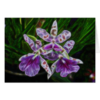 Orchideen aus Longwood