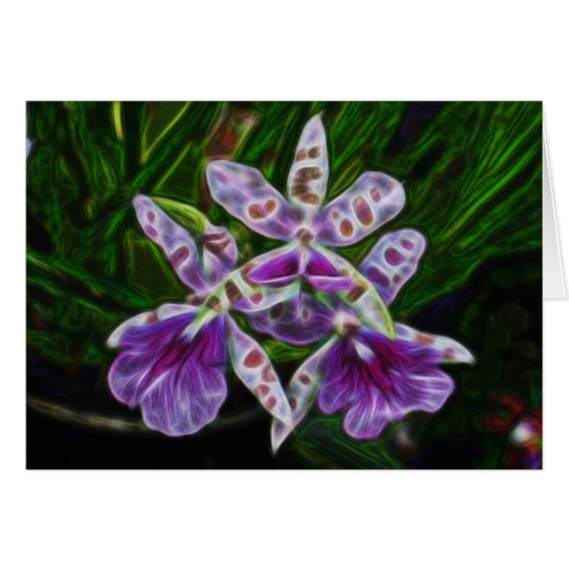 Orchideen aus Longwood (Vorderseite (Horizontal))