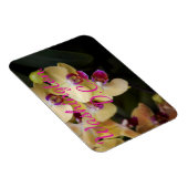 Orchideen aus Rosa und Gelb, Washington, D.C. Magnet (Rechte Seite)