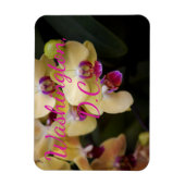 Orchideen aus Rosa und Gelb, Washington, D.C. Magnet (Vertikal)