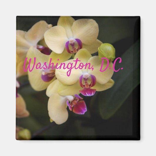 Orchideen aus Rosa und Gelb, Washington, D.C. Magnet (Vorne)