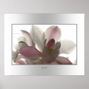 Orchideen-blasse Schönheit Poster