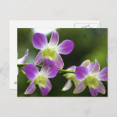 Orchideen Bloom Postkarte (Vorne/Hinten)