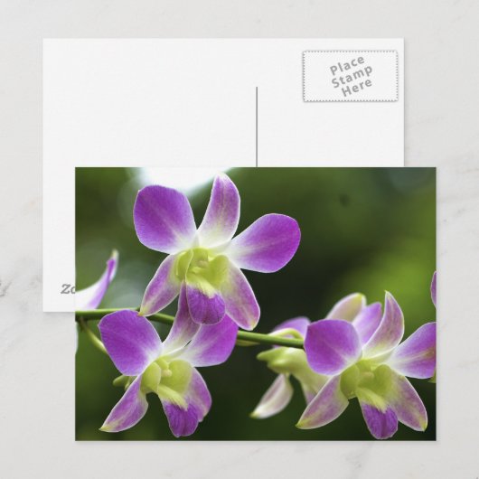 Orchideen Bloom Postkarte (Vorne/Hinten)