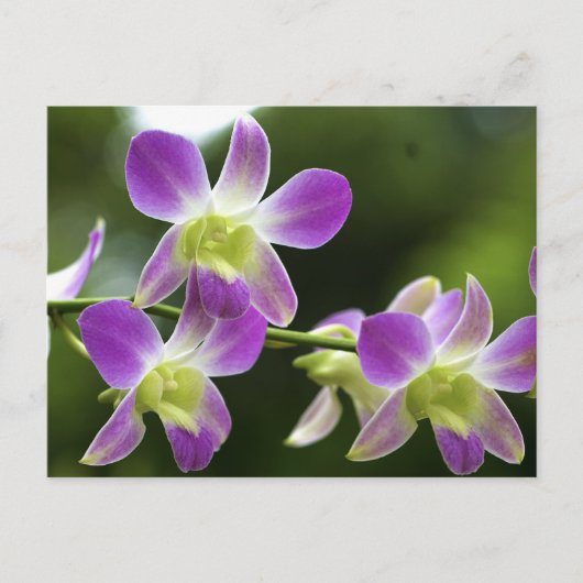 Orchideen Bloom Postkarte (Vorderseite)