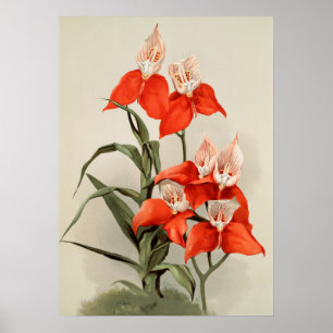 Orchideen blühende Blume Vintage alte Illustration Poster