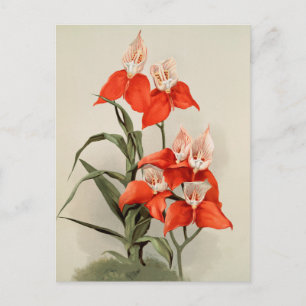 Orchideen blühende Blume Vintage alte Illustration Postkarte