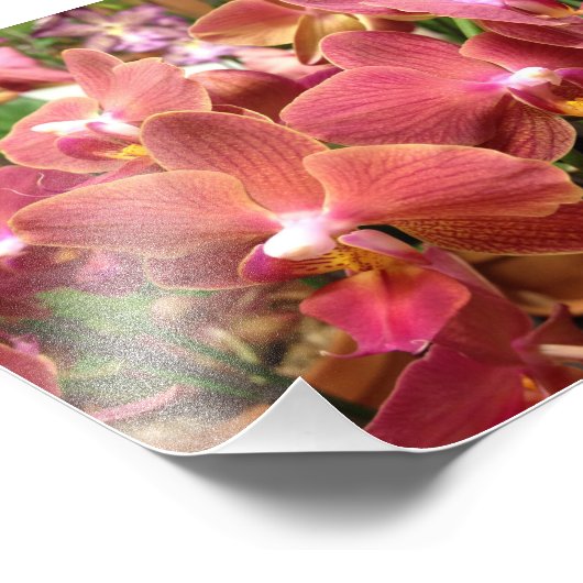 Orchideen-Blume-Fotos Fotodruck (Ecke)