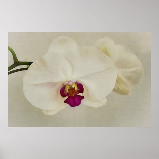 Orchideen-Blume Nahe Kunst Poster (Vorne)