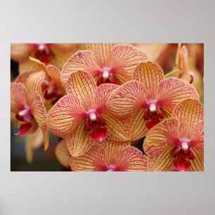 Orchideen-Blume Poster