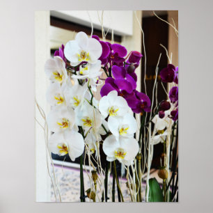 Orchideen-Blume Poster