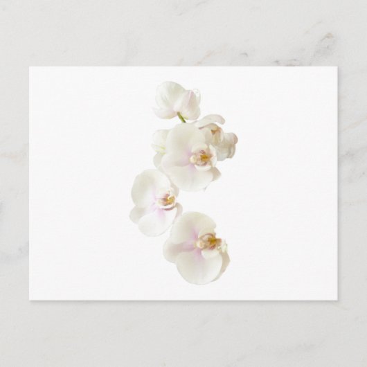 Orchideen-Blume Postkarte (Vorderseite)