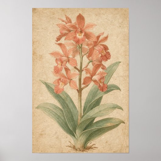 Orchideen-Botanikdruck Poster (Vorne)