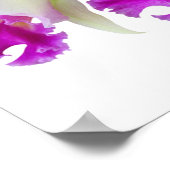 Orchideen (Cattleya) Poster (Ecke)