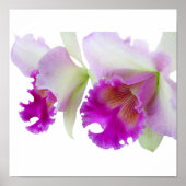 Orchideen (Cattleya) Poster (Vorne)