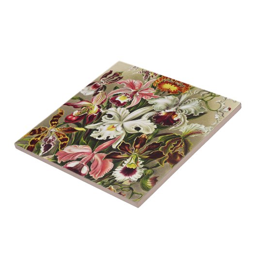 Orchideen Denusblumen Ernst Haeckel  Fliese (Seite)