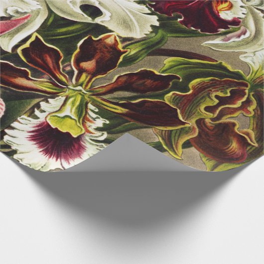 Orchideen Denusblumen Ernst Haeckel Geschenkpapier (Ecke)