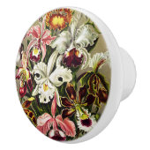 Orchideen Denusblumen Ernst Haeckel Keramikknauf (Rechts)