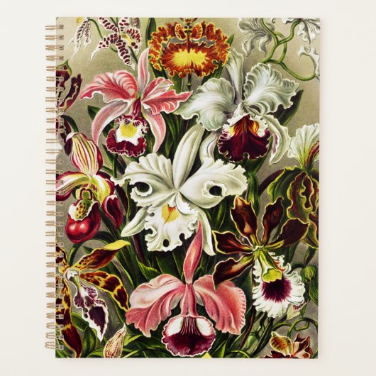Orchideen Denusblumen Ernst Haeckel Planer (Vorderseite)