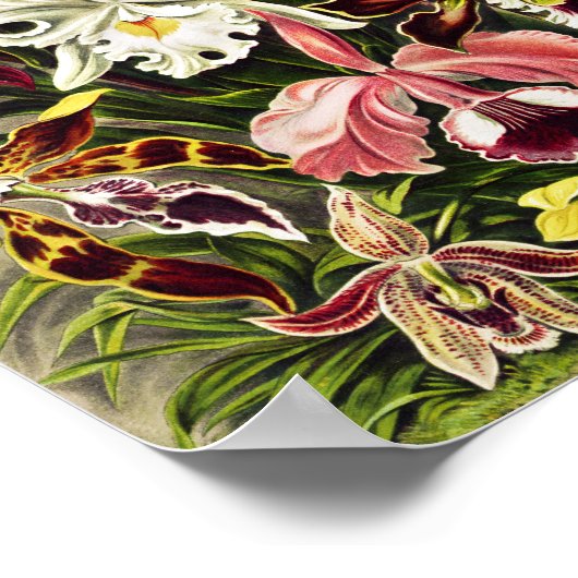 Orchideen Denusblumen Ernst Haeckel Poster (Ecke)