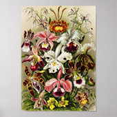 Orchideen Denusblumen Ernst Haeckel Poster (Vorne)