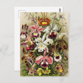 Orchideen Denusblumen Ernst Haeckel Postkarte (Vorne/Hinten)
