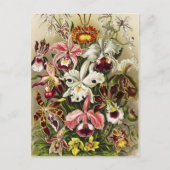 Orchideen Denusblumen Ernst Haeckel Postkarte (Vorderseite)