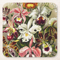 Orchideen Denusblumen Ernst Haeckel