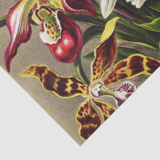 Orchideen Denusblumen Ernst Haeckel Seidenpapier (Detail)