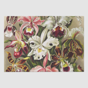 Orchideen Denusblumen Ernst Haeckel Seidenpapier