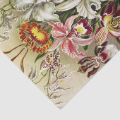 Orchideen Denusblumen Ernst Haeckel Seidenpapier (Ausschnitt)