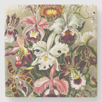 Orchideen Denusblumen Ernst Haeckel