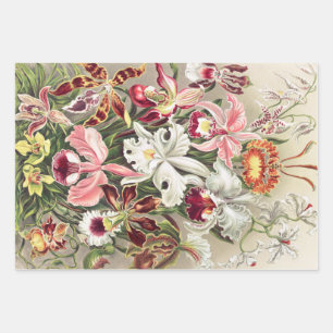 Orchideen Denusblumen von Ernst Haeckel Geschenkpapier Set