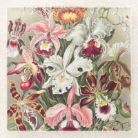Orchideen Denusblumen von Ernst Haeckel