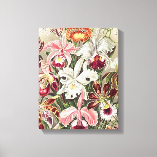 Orchideen Denusblumen von Ernst Haeckel Leinwanddruck (Vorderseite)
