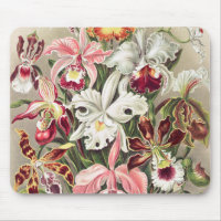 Orchideen Denusblumen von Ernst Haeckel