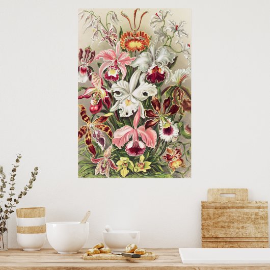 Orchideen Denusblumen von Ernst Haeckel Poster (Küche)