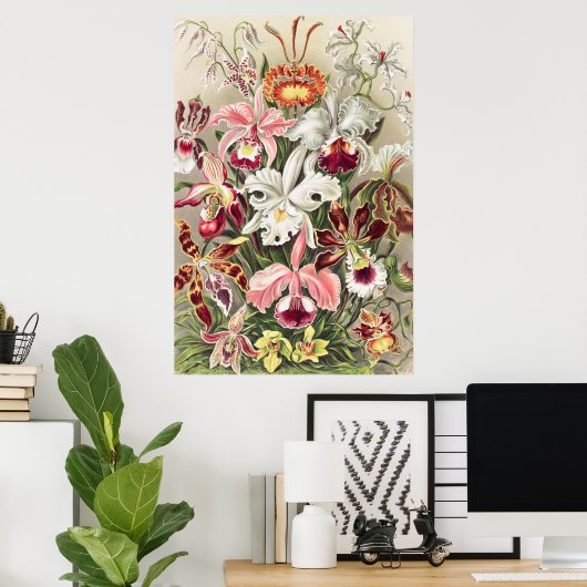 Orchideen Denusblumen von Ernst Haeckel Poster (Heimbüro)