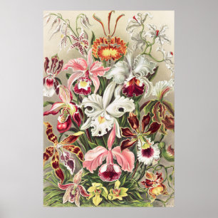 Orchideen Denusblumen von Ernst Haeckel Poster