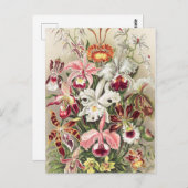 Orchideen Denusblumen von Ernst Haeckel Postkarte (Vorne/Hinten)