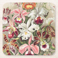 Orchideen Denusblumen von Ernst Haeckel