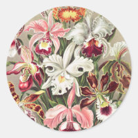 Orchideen Denusblumen von Ernst Haeckel