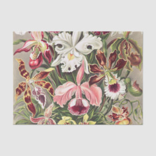 Orchideen Denusblumen von Ernst Haeckel Seidenpapier