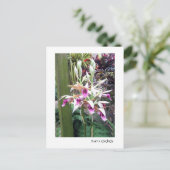 Orchideen der Nonnen 2 Postkarte (Stehend Vorderseite)