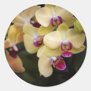 Orchideen des Rosas und des Gelbs Runder Aufkleber