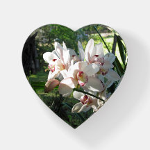 Orchideen, die im Früjahr Papierbeschwerer blühen