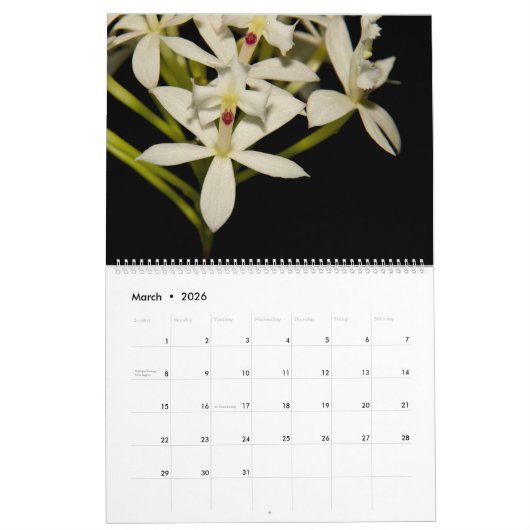 Orchideen durch Orchidelique Kalender (Mär 2026)