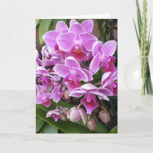 Orchideen Feiertagskarte (Vorderseite)
