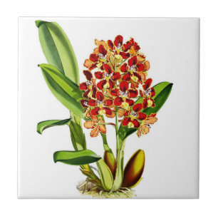 Orchideen Fliese