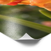 Orchideen Fotodruck (Ecke)